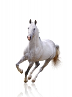 White Horse